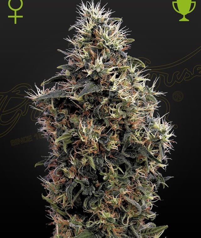 Sweet Mango Autoflowering cannabis seeds – Auto-Flowering – Sour – Guaranteed female plants – image 1 from Seed City