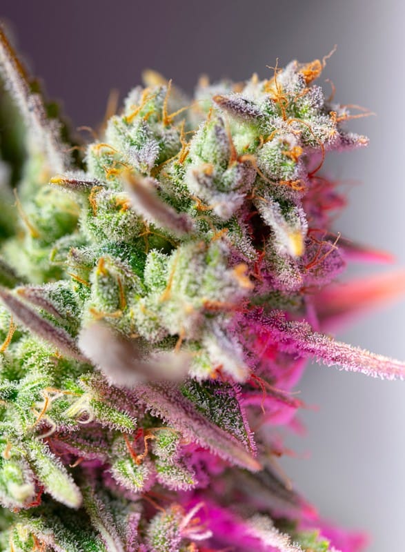 Sweet Mimosa XL Auto cannabis seeds – Auto-Flowering – Sativa Dominant – Citrus – image 1 from Seed City
