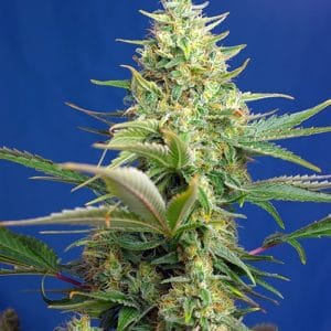 Sweet Pure Auto CBD from Sweet Seeds