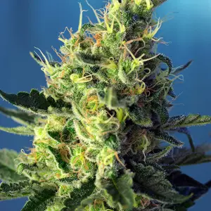 Female seeds – 12/12 Photoperiod – High CBD – Sweet Pure CBD strain – image 1 – from Sweet Seeds via Seed City