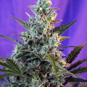Sweet Skunk F1 Fast Version cannabis seeds – Spicy – 12/12 Photoperiod – Feminized – image 1 from Seed City