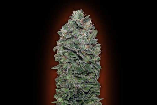 Indoor – Guaranteed female plants – 12/12 Photoperiod – Sweet Soma strain – image 1 – from OO Seeds via Seed City