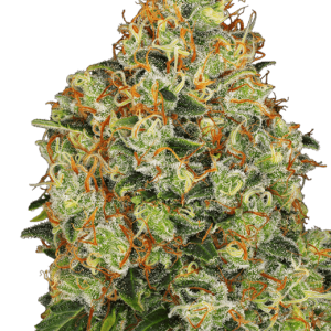 Sweet Tangerine Tango Automatic cannabis seeds – Orange – Uplifting – Auto-Flowering – image 1 from Seed City