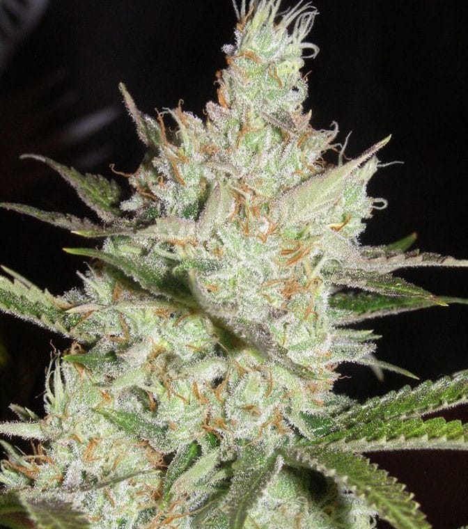 Sweet – Regular – 12/12 Photoperiod – Sweet Tea strain – image 1 – from Subcools The Dank via Seed City