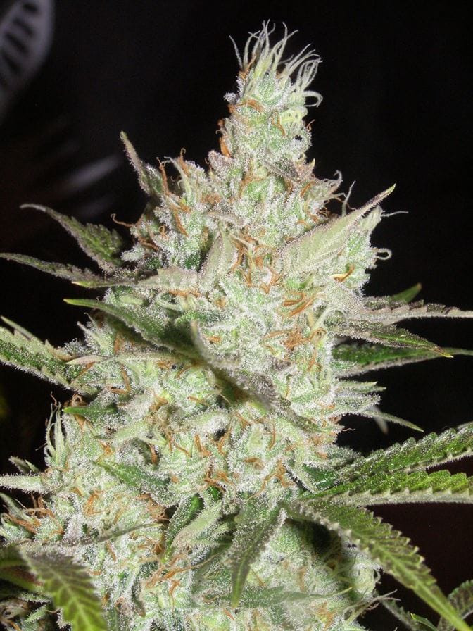 Sweet – Regular – 12/12 Photoperiod – Sweet Tea strain – image 1 – from Subcools The Dank via Seed City