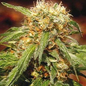 Sweet Thai from Sweet Seeds