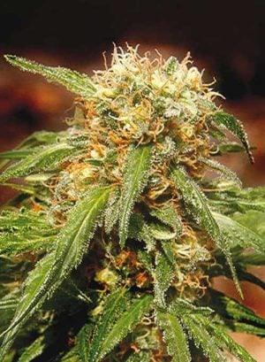 Sweet Thai