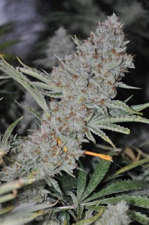 Sweet Tooth Express Auto