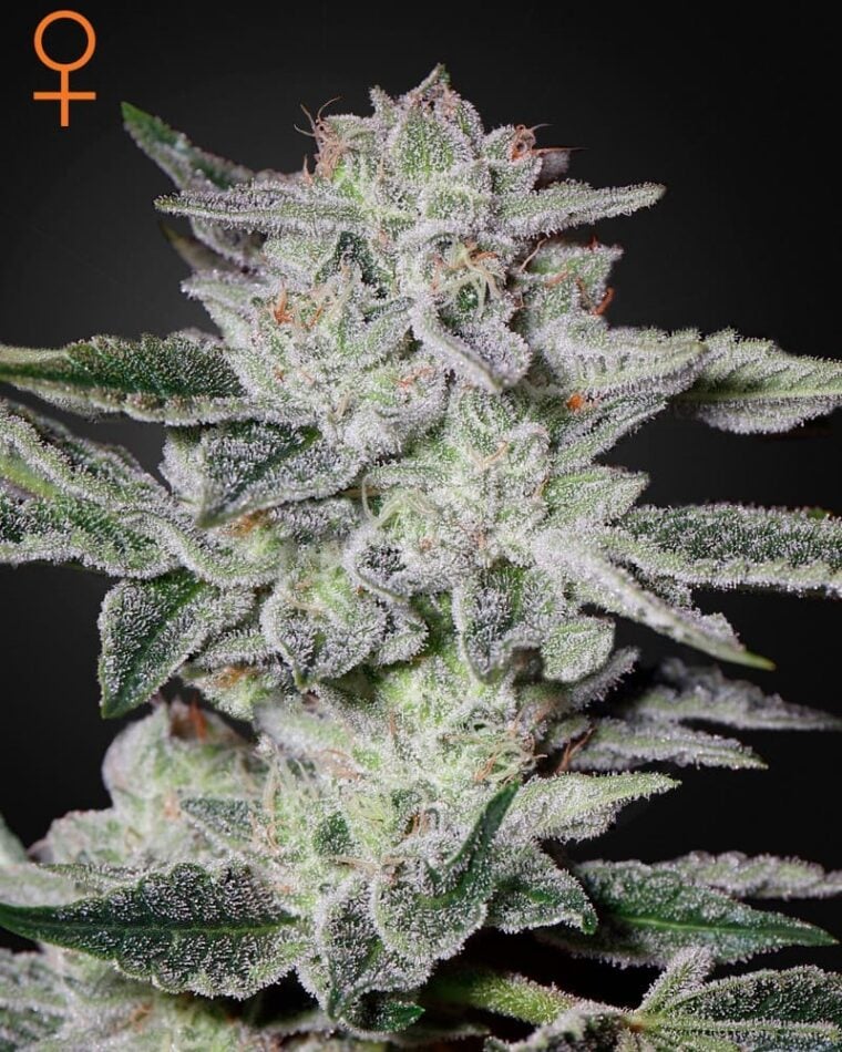Image 1 of Sweet Valley Kush cannabis by Green House Seeds – Feminized – Super Strength – 12/12 Photoperiod – Seed City