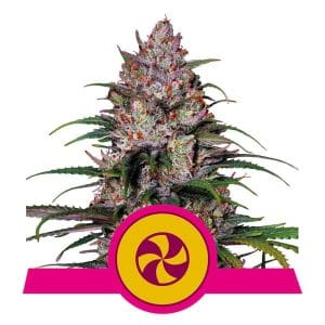 Mostly Indica – Fruity – Guaranteed female plants – Sweet ZZ strain – image 1 – from Royal Queen Seeds via Seed City
