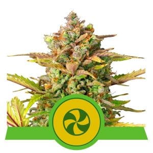 Sweet ZZ Automatic from Royal Queen Seeds
