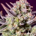 Sweet Zenzation XL Auto from Sweet Seeds