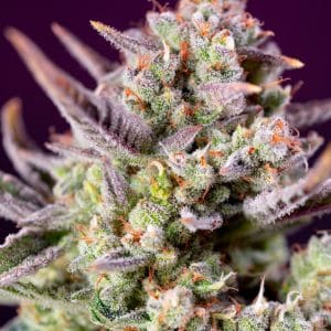 Sweet Zenzation XL Auto from Sweet Seeds