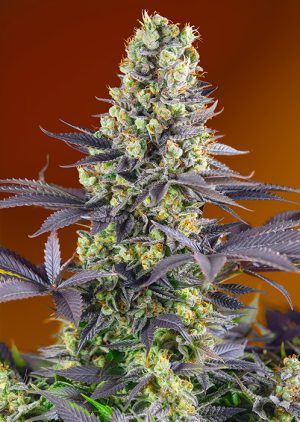 Sweet Zkittlez
