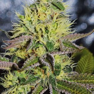 Sweet Zombie by Expert Seeds – 12/12 Photoperiod – The End of September – Super Strength – image 1 – Seed City