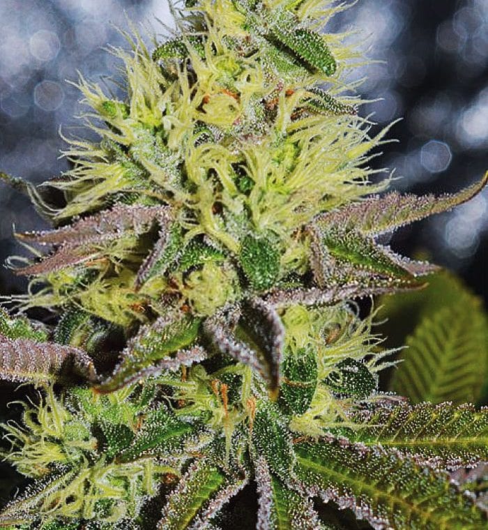 Sweet Zombie by Expert Seeds – 12/12 Photoperiod – The End of September – Super Strength – image 1 – Seed City