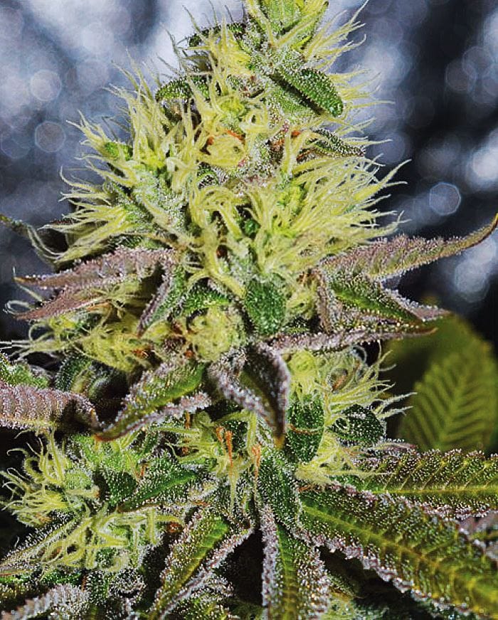 Sweet Zombie by Expert Seeds – 12/12 Photoperiod – The End of September – Super Strength – image 1 – Seed City