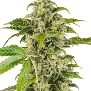 Sweet & Sour Cream Automatic by Sensi Research Seeds – Sour – Feminized – Good for outdoor grow – image 1 – Seed City