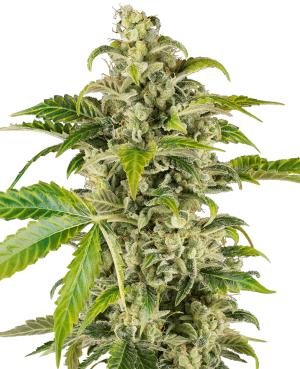Sweet & Sour Cream Automatic