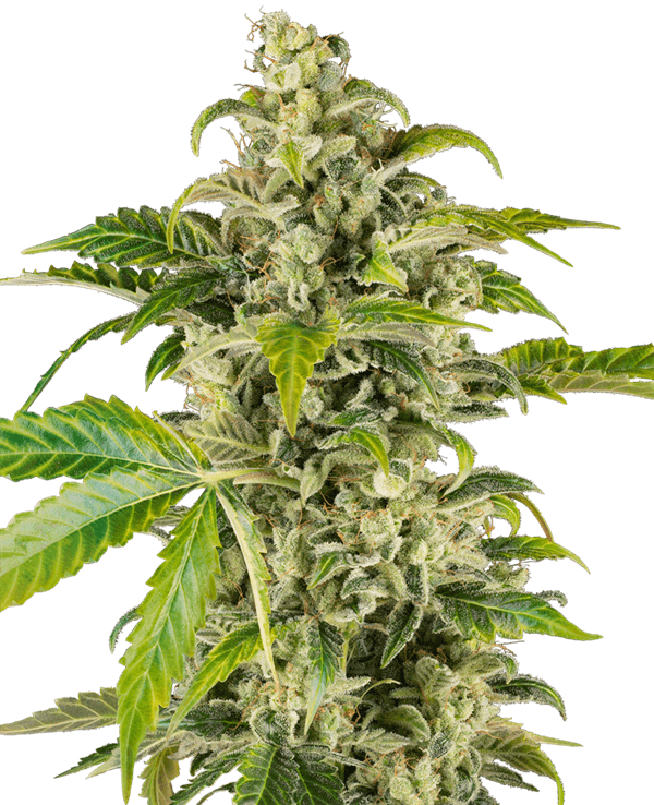 Sweet & Sour Cream Automatic by Sensi Research Seeds – Sour – Feminized – Good for outdoor grow – image 1 – Seed City