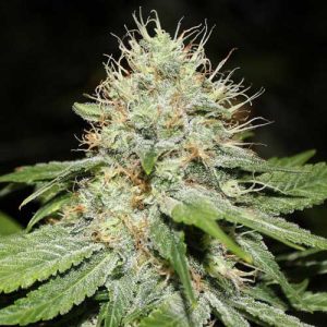 Sweet ‘n Sour Indoor
