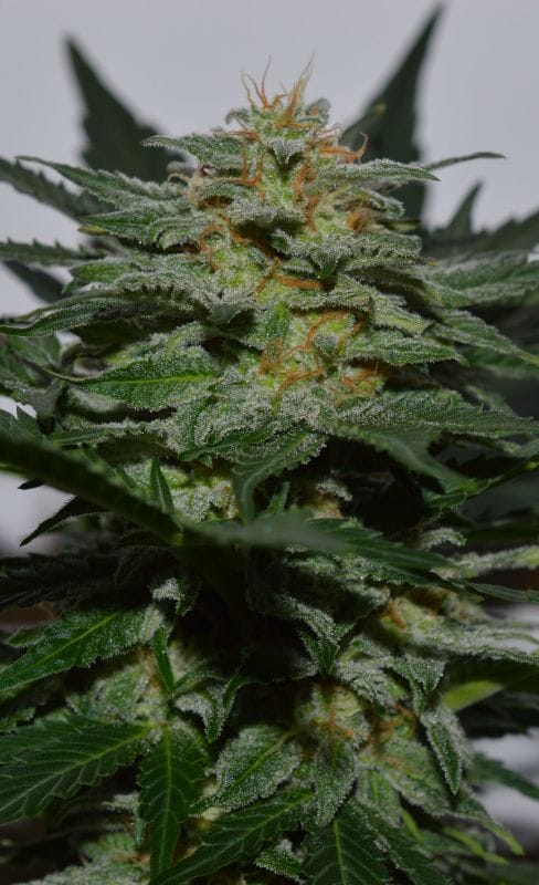 Sweetberry Cough Auto by Garden of Green – Suited for indoor growing – Auto-Flowering – Sweet – image 1 – Seed City