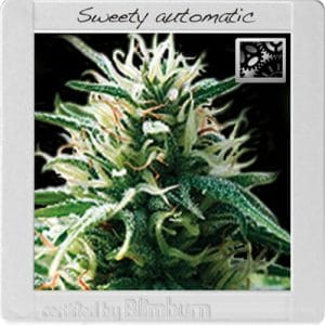 Relaxing – Outdoor cultivation – Feminized – Sweety Automatic strain – image 1 – from BlimBurn Seeds via Seed City
