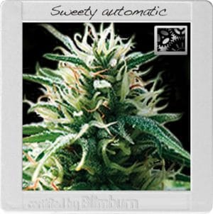 Sweety Automatic