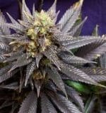 Image 1 of Swiss-xT cannabis by KC Brains – Feminized – Outdoor – 50% Indica/50% Sativa – Seed City