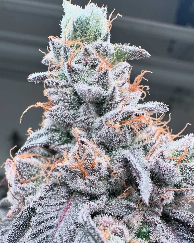 Image 1 of Swoosh cannabis by Grounded Genetics – Outdoor cultivation – 12/12 Photoperiod – Feminized – Seed City