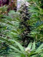 T.N.R. by KC Brains – Mostly Sativa – Outdoor cultivation – Resistant to Pests – image 1 – Seed City