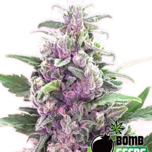 THC Bomb by Bomb Seeds – 50% Indica/50% Sativa – Excellent harvest potential – Super Strength – image 1 – Seed City