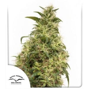 THC-Victory