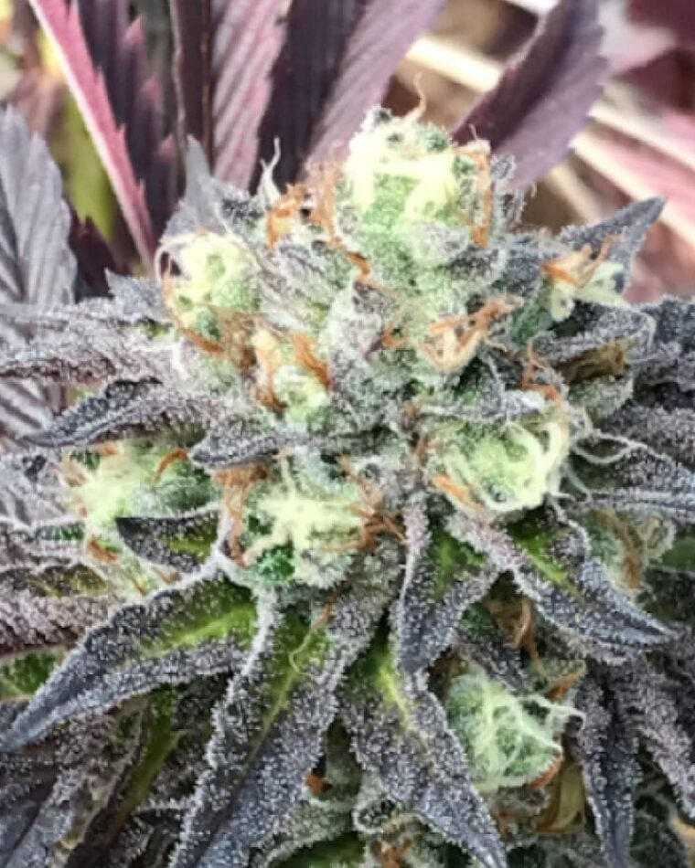 TL;DR cannabis seeds – Regular – 12/12 Photoperiod – Fruity – image 1 from Seed City