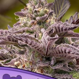 Tahiti Vibez Auto by Anesia Seeds – Super Strength – Large yield – Auto-Flowering – image 1 – Seed City