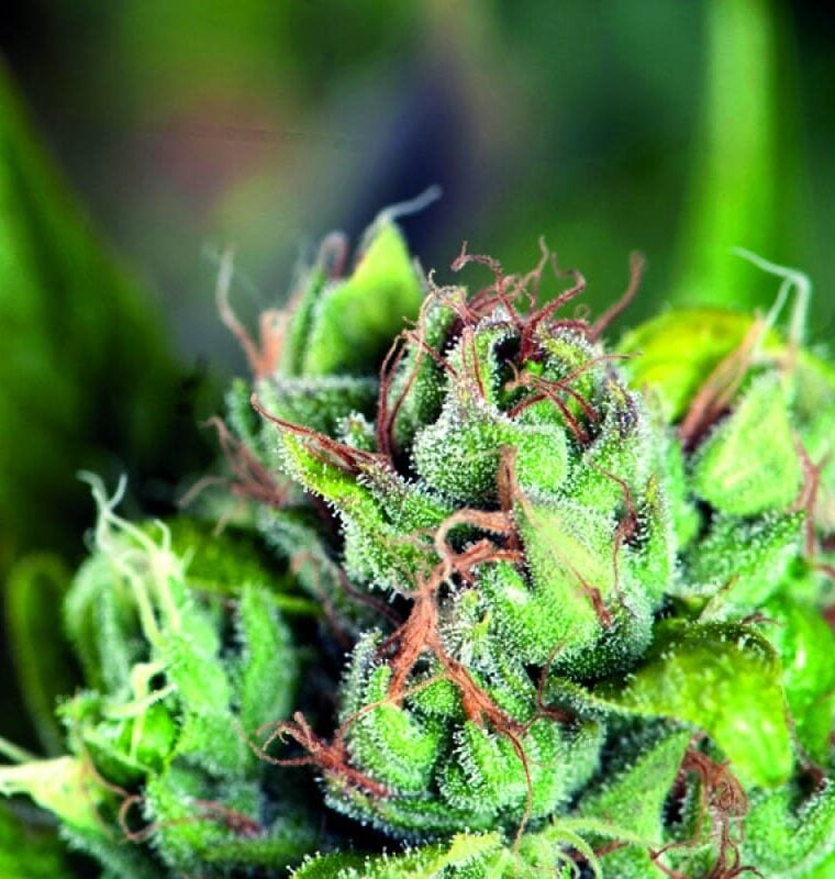 Middle of September – Skunky – 12/12 Photoperiod – Tahoe Cure strain – image 1 – from Pyramid Seeds via Seed City