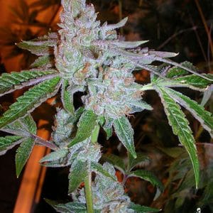 Tahoe OG Kush cannabis – image 1 – Seed City