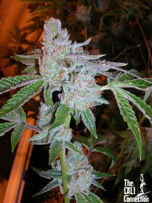 Tahoe OG Kush