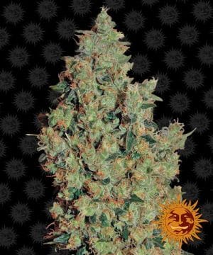Tangerine Dream