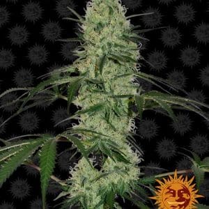 Tangelo Rapido Auto from Barneys Farm Seeds