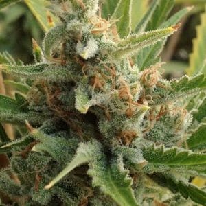 Tangerine Kush cannabis seeds – Citrus – Mostly Indica – 12/12 Photoperiod – image 1 from Seed City