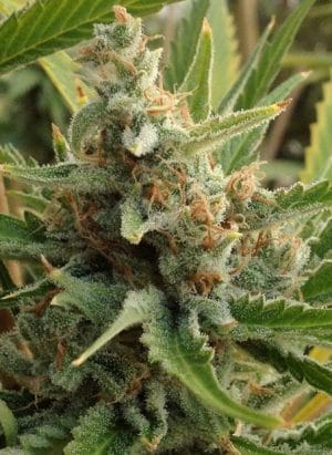 Tangerine Kush