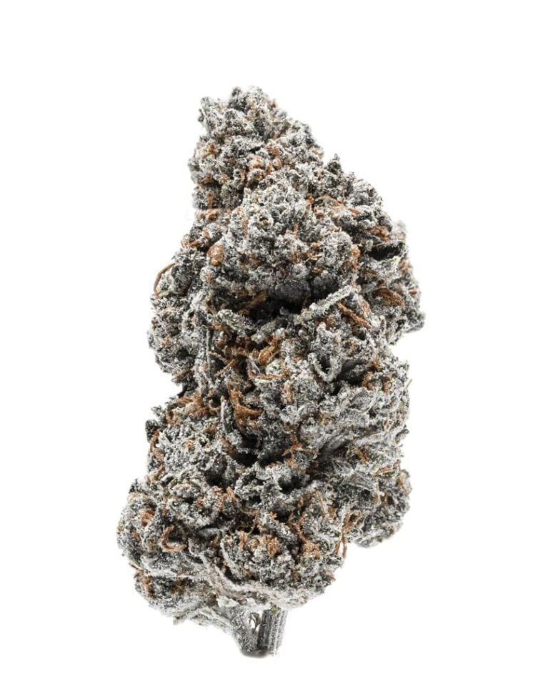 Tangerine Sherbet by Growers Choice – Orange – Feminized – Super Strength – image 1 – Seed City
