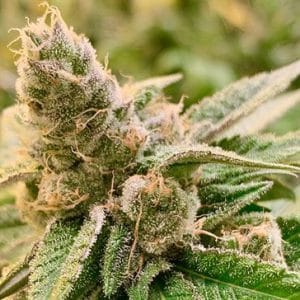 Tangerine Somali cannabis seeds – Sativa Dominant – 12/12 Photoperiod – Orange – image 1 from Seed City