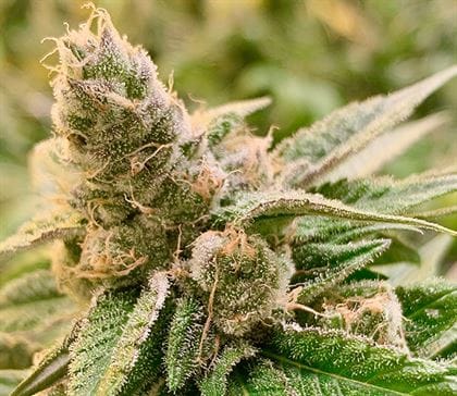 Tangerine Somali cannabis seeds – Sativa Dominant – 12/12 Photoperiod – Orange – image 1 from Seed City