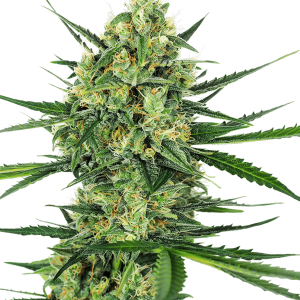 Tangerine Sugar by Sensi Seeds – Guaranteed female plants – Mostly Sativa – High Yielding – image 1 – Seed City