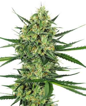 Tangerine Sugar
