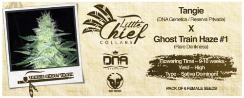 Fruity – Indoor – Euphoric – Tangie Ghost Train strain – image 9 – from Little Chief Collabs via Seed City
