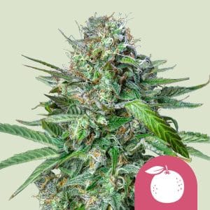 Tangie by Royal Queen Seeds – Mostly Sativa – Fruity – Super Strength – image 1 – Seed City