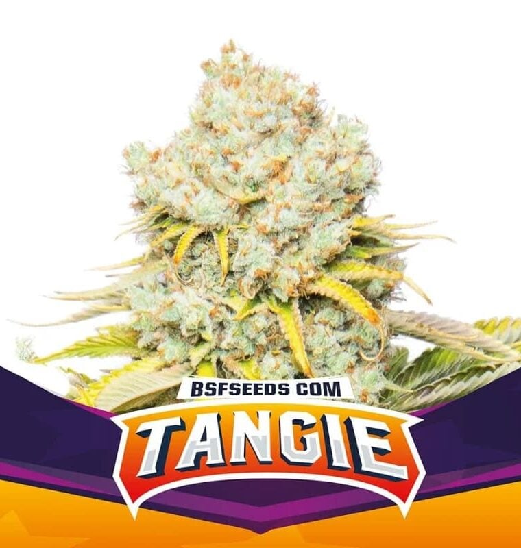 Tangie by BSF Seeds – Sativa-leaning – Orange – 12/12 Photoperiod – image 1 – Seed City